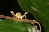 FieldOccurrence 3598; 052a7341-fa24-436f-8be8-2a2f05fbb24c; Argentina
Parque Nacional El Impenetrable, 2019/12/28: nymph (December 2019). (FieldOccurrence).