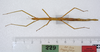 CollectionObject 1562555; f0d14a09-30ea-47a6-849f-8b2a60593620: copyright ZMUH, Hamburg. female, dorsal view (syntype). (CollectionObject).
