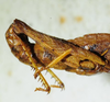 CollectionObject 1498704; 3bf993fa-f4d9-4590-a71f-ebb83badc3be: male abdomen, lateral view. (CollectionObject).