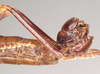 CollectionObject 1557257; NHMUK(SF IMPORT DUPLICATE) 845250, 7e2ad631-ffb0-4ae4-b2f3-96a52c583658: copyright Natural History Museum, London. male: end of abdomen, lateral view (holotype). (CollectionObject).