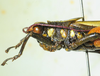 CollectionObject 1498827; b4f7727e-1f33-4456-9479-f8b186356cc6: 2012. male, head and pronotum, lateral view. (CollectionObject).