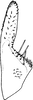 Subgenital plate, ventral view on Seriana Dworakowska, 1971: Subgenital plate (S. frater Dwor.). (Observation).