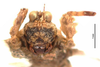 CollectionObject 1567147; 75d93015-a33f-4723-9519-cd68daad9aff: male, frontal view (holotype). (CollectionObject).