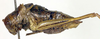 CollectionObject 1583462; b6af8ea9-2df1-4170-b12f-151e843fdb91: male, lateral view. (CollectionObject).