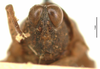 CollectionObject 1521838; OUM 709, 988a3cce-d80f-45fe-8381-b7b0b7871dfa: female, frontal view (holotype of Systolederus ridleyi). (CollectionObject).
