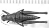 CollectionObject 1524472; 8e1f20be-12b8-45a1-8b56-2876d36ba0fa: female, dorsal view (holotype). (CollectionObject).