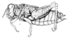 Pappacris patagonus (Saussure, 1884): Fig. 68. female habitus. (Otu).