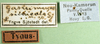 CollectionObject 1500241; a257f576-e1e8-430f-8d06-5369b05e5ae6: labels (syntype of Gastrimargus silvicola). (CollectionObject).