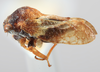 Habitus, lateral view: !! display not done !! on Centrodontus atlas (Goding, 1892): (Observation).