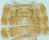 Abdomen, sternal apodemes, ventral view: (Observation).