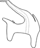 Aedeagus, lateral view on Erythroneura vaga Johnson, 1934: Aedeagus, lateral view. (Observation).