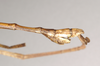 CollectionObject 1561383; NHMUK(SF IMPORT DUPLICATE) 844583, 77e2f5fb-faa5-47a6-9a69-41d9f9eff5d7: copyright Natural History Museum, London. male: end of abdomen, lateral view (holotype). (CollectionObject).