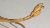 CollectionObject 1561865; NMW 1019, 749dd685-f1dc-4af2-a619-60312ffabf7d: copyright NMW, Vienna. male: end of abdomen, lateral view of synonym Necroscia siremps (lectotype). (CollectionObject).