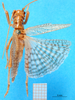 CollectionObject 1502731; e80dbd3d-f2e5-40d9-9c1e-e05e24fdbc22: male, dorsal view. (CollectionObject).