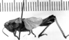 CollectionObject 1567259; 1531eab0-22e1-448e-bd9f-6e9eb9fb0262: Image Carbonell, C.S. female, lateral view (paralectotype). (CollectionObject).