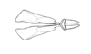 Punacris peruviana (Saussure, 1888): Fig. 135. endophallus, dorsal view. (Otu).