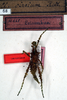 CollectionObject 1559870; NMW 68, d3bfea70-74a0-4422-9463-d3152adfdc54: copyright NMW. female (lectotype). (CollectionObject).