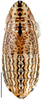 Habitus, dorsal view: !! display not done !! on Faltalini Zahniser & Dietrich, 2010: Clorindaia cyphora, dorsal habitus (INHS). (Observation).