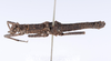CollectionObject 1562581; bf5fa3c6-fb43-49e1-b273-44bafaee0237: copyright ZMUH, Hamburg. male, dorsal view (syntype). (CollectionObject).