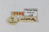 CollectionObject 1587219; MNHN(SF IMPORT DUPLICATE) MNHN-EP-EP1158, 650ea9fd-6f08-4e90-ab27-f2f94c87af39: CC BY-NC-ND 4.0/MNHN - Depraetere Marion - 2014. Syntype, male, of fastuosa Blanchard, 1837. Specimen number: MNHN-EP-EP1158. http://coldb.mnhn.fr/catalognumber/mnhn/ep/ep1158. (CollectionObject).