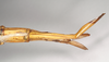 CollectionObject 1558764; NHMUK(SF IMPORT DUPLICATE) 845026, 14cbf547-37fc-464b-9a0f-319475a10c0f: copyright Natural History Museum, London. female: end of abdomen, ventral view of synonym Eurycnema magnifica (holotype). (CollectionObject).