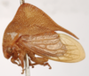 Habitus, lateral view on Cymbomorpha convexa Goding, 1930: holotype. (Observation).