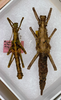 CollectionObject 1558662; ANSP(SF IMPORT DUPLICATE) 1928, 6f5b9c5b-ffaa-4370-a1ed-fbbab5003a78: copyright ANSP Philadelphia. male nymph (holotype) and female nymph (allotype). (CollectionObject).