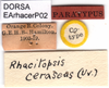 CollectionObject 1581355; 01f57366-c7c5-4b86-b290-8a97cf0d212b: labels (paratype of Rhachitopis ceraseus). (CollectionObject).