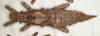 Haaniella gorochovi Hennemann, Conle, Brock & Seow-Choen, 2016: copyright ZIN, St. Petersburg. female, dorsal view (paratype). (Otu).