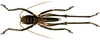 Rhacoptera atra Karny, 1907: male, dorsal view. (Otu).