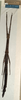 CollectionObject 1557673; 353530a1-eaa6-4c25-af4f-cdd51957933d: copyright NMW, Vienna. female of synonym Carausius globosus (lectotype). (CollectionObject).