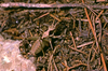 CollectionObject 1576966; 5f1107f5-11fe-4923-a2ff-e30a24594d9a, CHY010: male nymph. (CollectionObject).