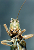 CollectionObject 1531420; NMW No. 14.072, 4567a544-6f75-410f-8f57-9a9f4dd46e50: female, frontal view (holotype). (CollectionObject).