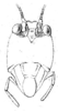 Liostethus gladius Redtenbacher, 1891: Pl. III, Fig. 12 a. face. (Otu).