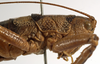 CollectionObject 1529707; ae1b49ec-cf67-4ad2-a8c8-1e46d01f6c97: male pronotum, lateral view (holotype). (CollectionObject).