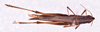 CollectionObject 1572193; d2e456a2-8d91-4957-8c03-d93f44ecd2a9: male, dorsal view (holotype). (CollectionObject).