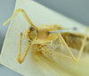 CollectionObject 1532124; NMW 4803, 8872, 9967, 2c92d831-9d61-44fe-bdc7-0b0d17703c09: male head and pronotum, dorsal view (syntype number 4803). (CollectionObject).