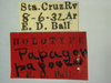 Other on Papagona papoosa Ball, 1935: (Observation).