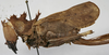 CollectionObject 1539577; e07c7a17-d7b7-4ab0-a775-30a971694e76: female, lateral view (holotype). (CollectionObject).