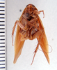 Hemithyrsocera dichroa (Hebard, 1929): Photo by Heidi Hopkins. ventral habitus. (Otu).