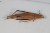 CollectionObject 1506605; d59d0844-5172-49d0-80fc-1d5d78458bb9: female, dorsal view (syntype). (CollectionObject).