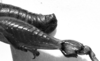 CollectionObject 1532748; 074919b3-9356-49fd-ad3f-63cfc4fd4bd5: Image Carbonell, C.S. male abdomen end, lateral view (holotype). (CollectionObject).