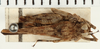 CollectionObject 1571310; 2c24faa2-15bc-4389-8bd3-8b937f26031b: female, dorsal view (syntype). (CollectionObject).