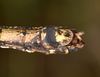 Neooxyartes zomproi Ho, 2018: copyright Paul D. Brock. male: end of abdomen, ventral view; culture stock ex. Vietnam: Phong Dien NP. (Otu).