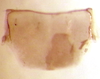 Sternite VIII (male) on Arapona vallea DeLong, 1979: Male holotype [OSU]: sternite VIII, ventral view. (Observation).