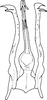 Aedeagus, ventral view on Aguriahana youngi Chiang, Hsu & Knight, 1989: Aedeagus, ventral view. (Observation).