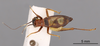 CollectionObject 2804102; FCE- GY 71, occurrenceID:- GY 71, 7971e3f0-5737-4b18-98b6-a047b40a3d51: URUGUAY-Flores, Arroyo Pinto, Paso Pinto, 18-III-1960, Fac. Hum. y Cienc. Male, dorsal habitus. Facultad de Ciencias - UDELAR (FCE - GY 071). (CollectionObject).