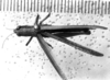 CollectionObject 1531133; 768bc49f-ab89-4865-ac61-e53e5df55363: Image Carbonell, C.S. female, dorsal view (syntype of Gryllus lineatus). (CollectionObject).