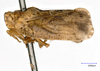 Habitus, lateral view on Exoma viduatum Melichar, 1902 now Exoma robusta (Uhler, 1901): (Observation).