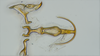 Aedeagus, ventral view: (Observation).